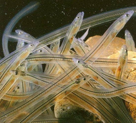 laporanpenelitian.com