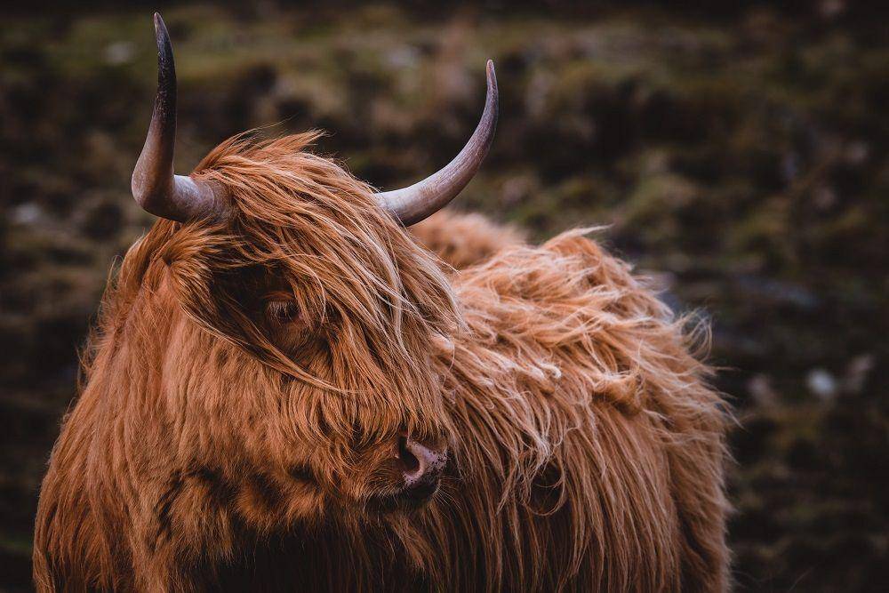 Unsplash/presetbase