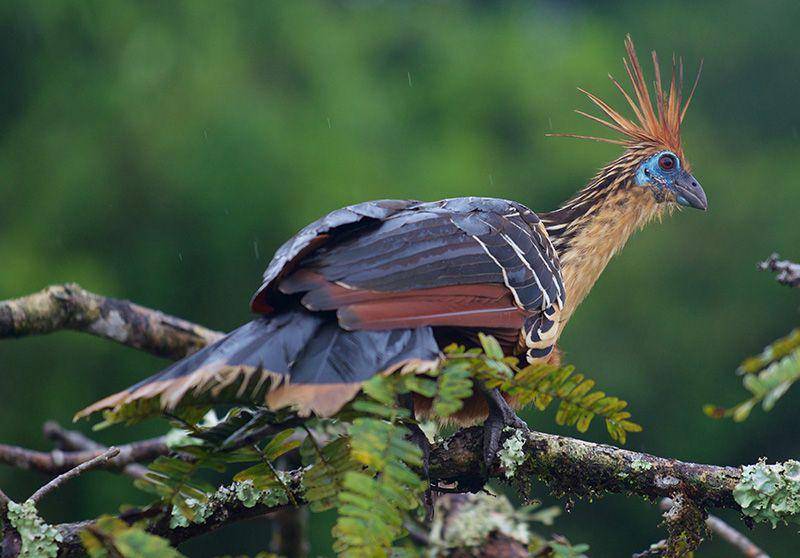 birdsofcolombia.com