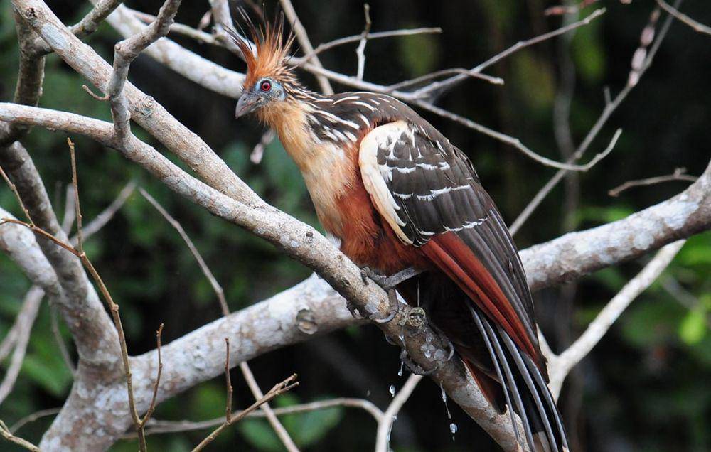 audubonportland.org