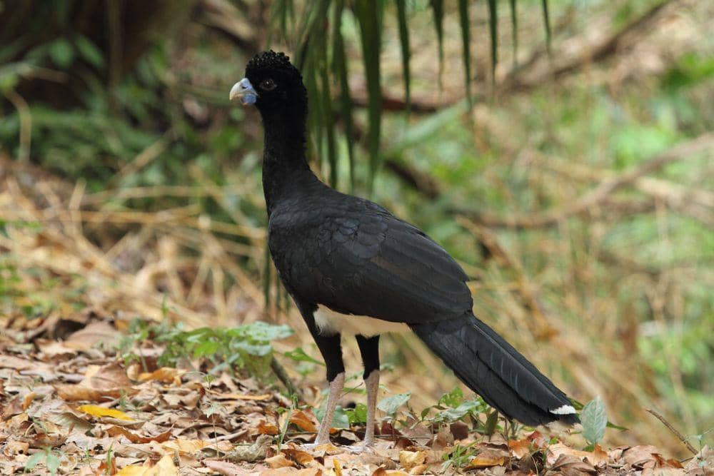 5 Fakta Blue-billed Curassow, Jenis Burung Langka Asal Kolombia