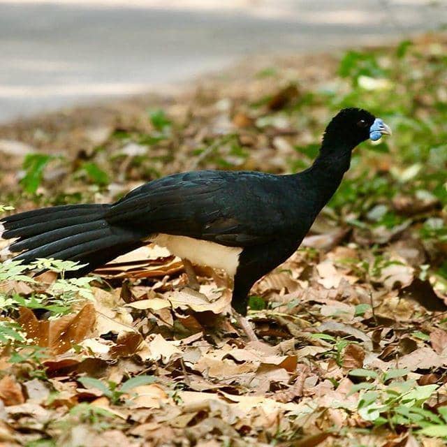 instagram.com/breinertarazona/