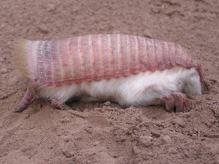 iucnredlist.org