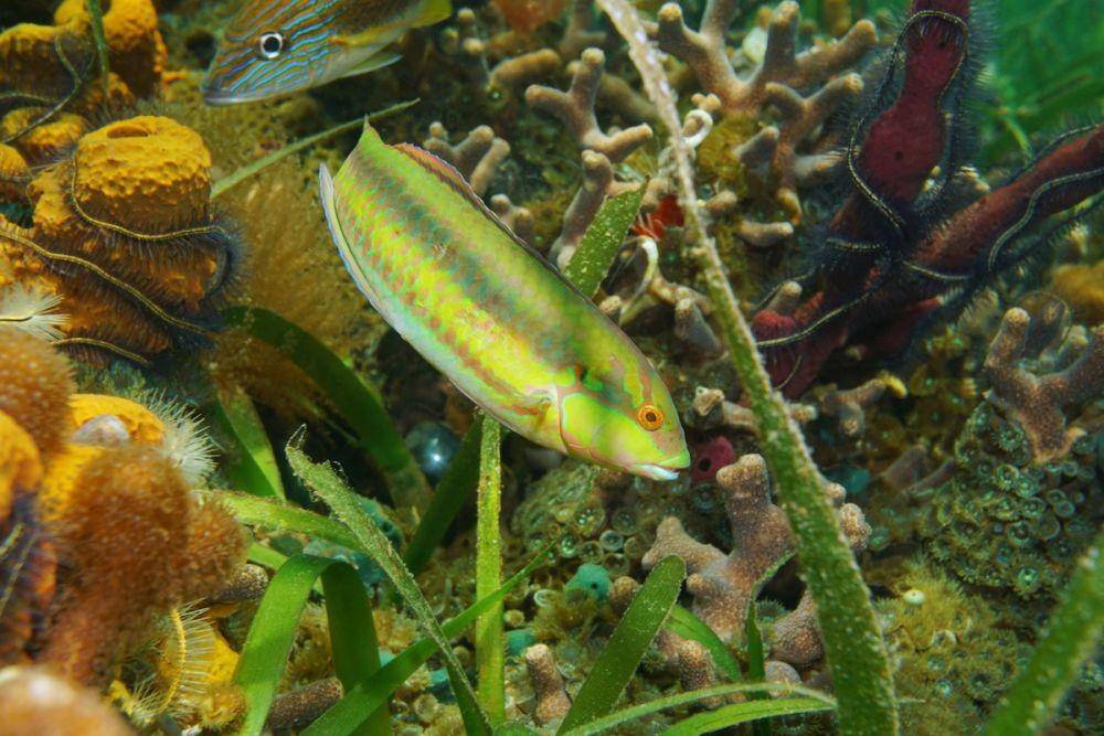 clearwaterinshorefishing.com