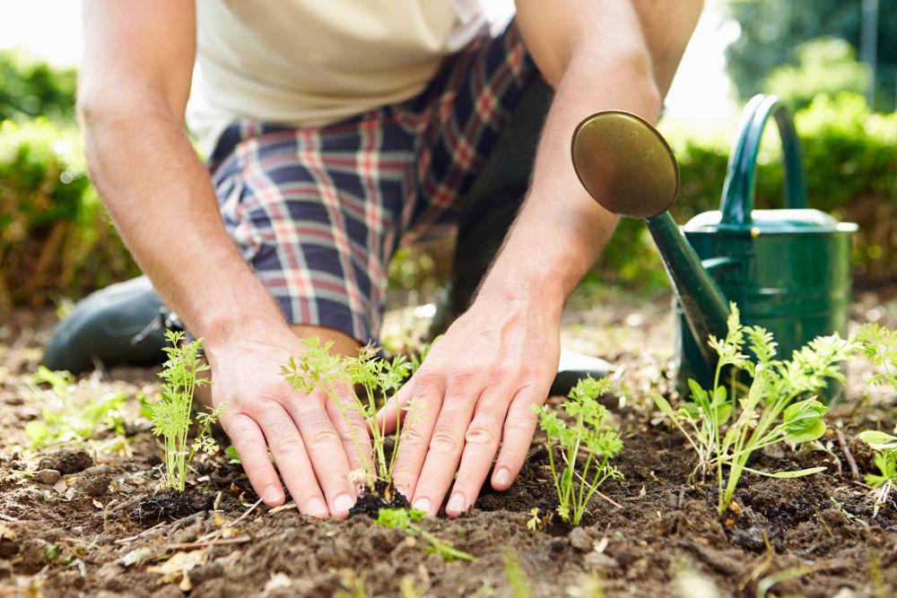 5 Tips Sederhana Bikin Berkebun Jadi Kegiatan yang Menyenangkan