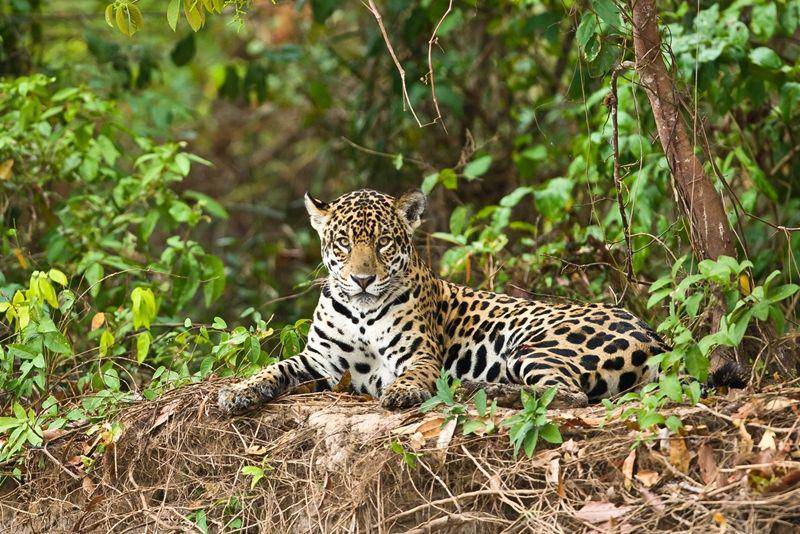 naturalworldsafaris.com