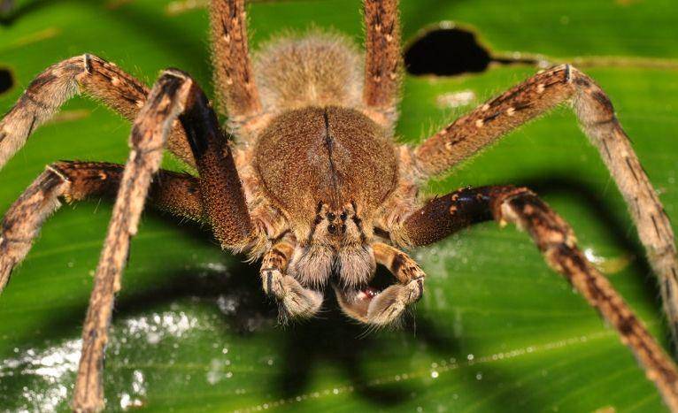 animals.howstuffworks.com