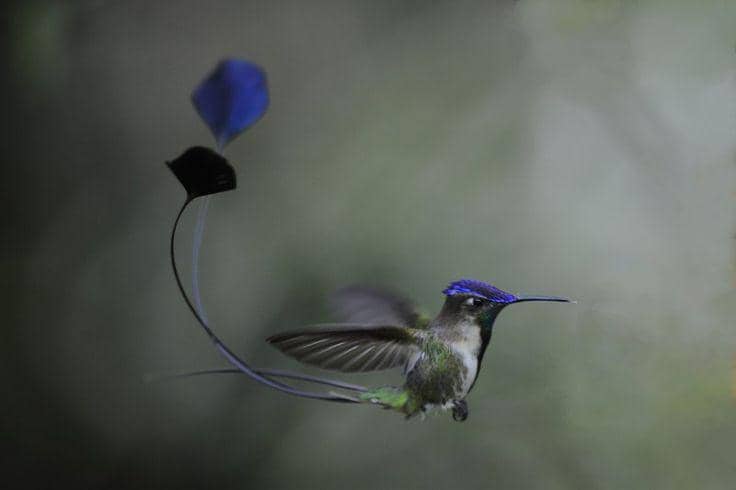 5 Fakta Burung Marvellous spatuletail yang Miliki Buntut Cantik