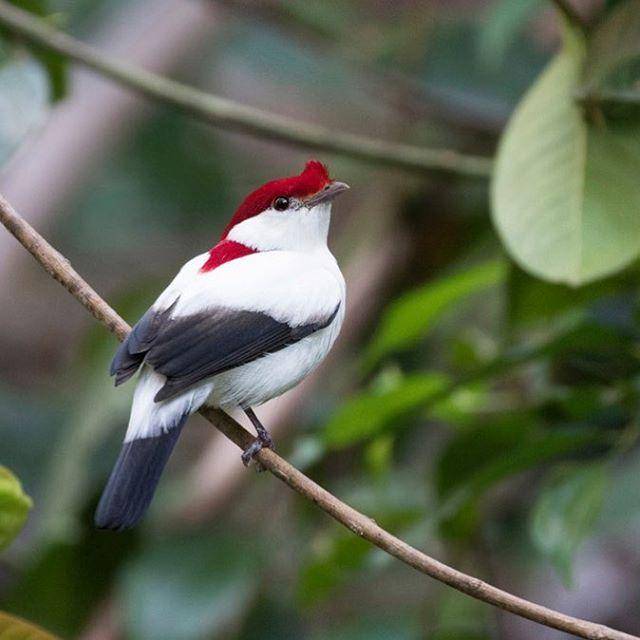 instagram.com/ne_brazil_birding/