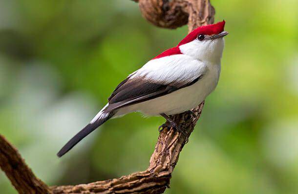 abcbirds.org