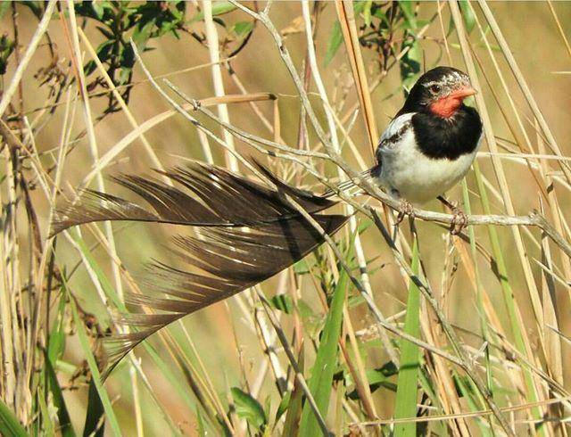 instagram.com/thebirdingsquad/