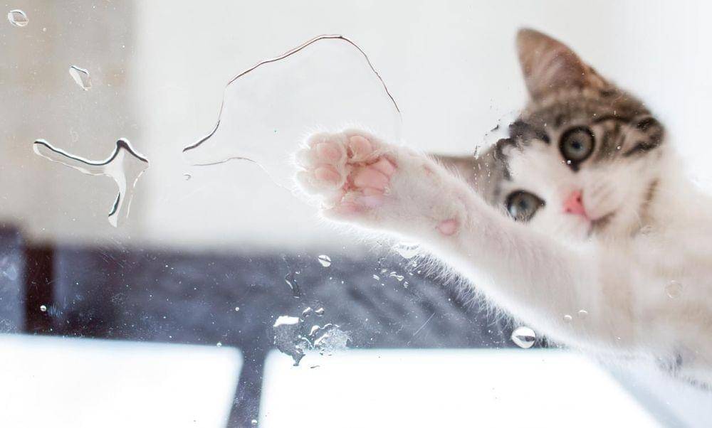 cathealth.com