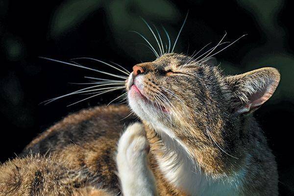 catster.com