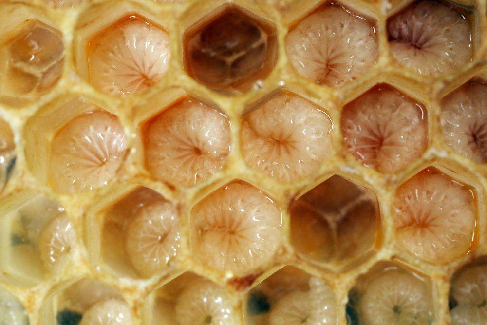nationalgeographic.com