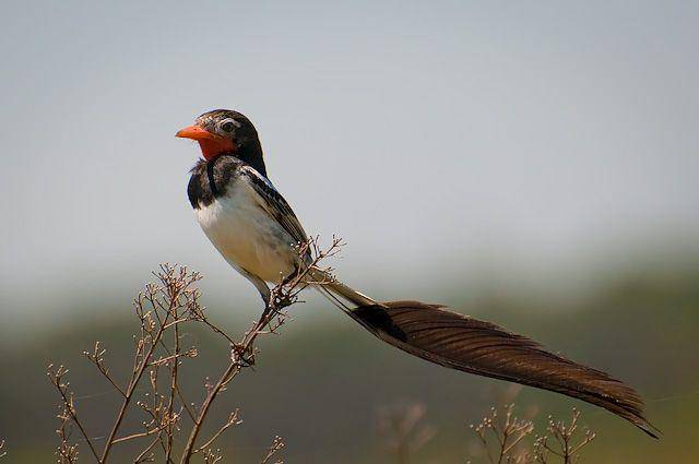 focusingonwildlife.com