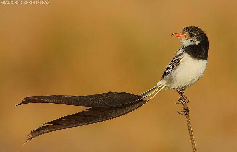 focusingonwildlife.com