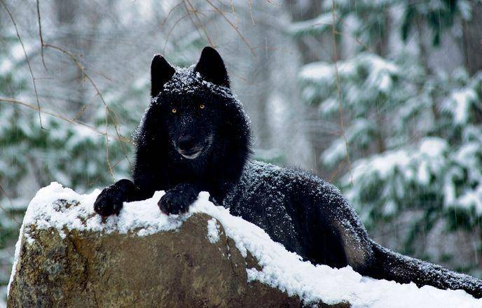 whitewolfpack.com