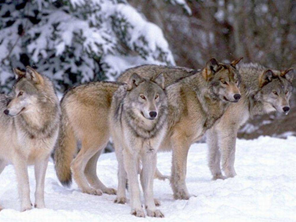 wolffacts.org