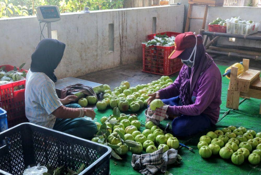 Keluh Kesah Petani Buah Kota Batu di Tengah Wabah Virus Corona