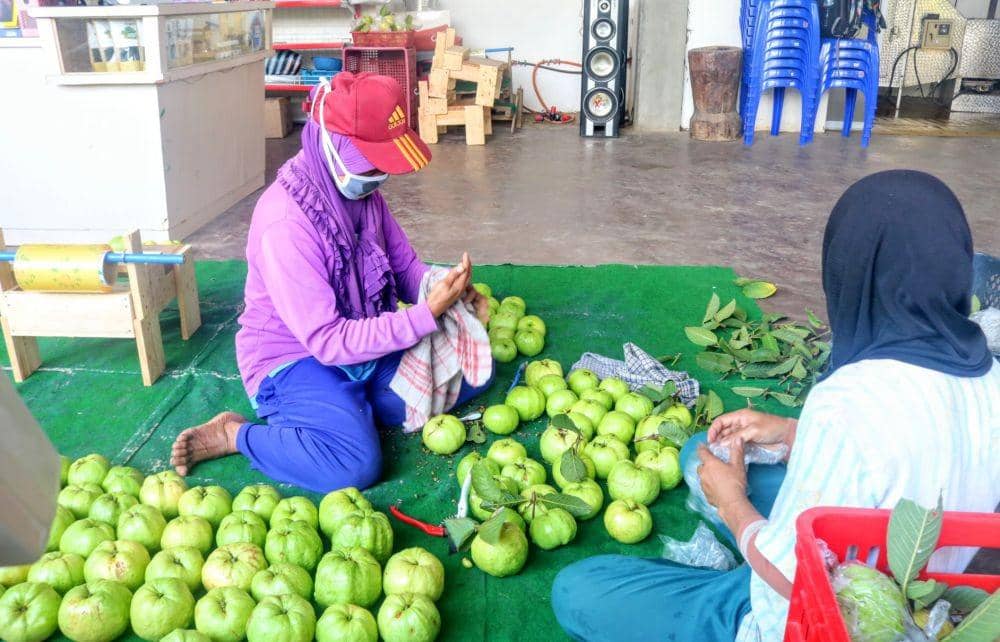 Buah jambu kristal hasil panen yang siap dikemas dan dipasarkan. IDN Times/ Alfi Ramadana