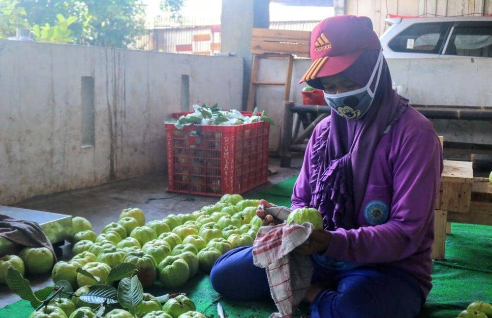 Pekerja melakukan pengemasan Jambu Kristal usai dipanen. IDN Times/ Alfi Ramadana