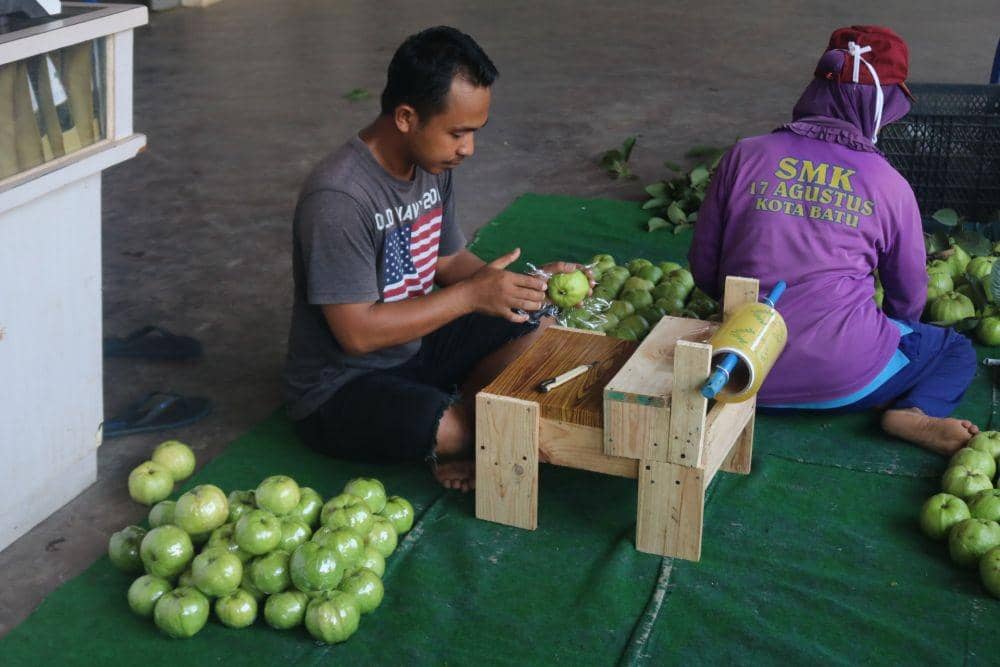 Pekerja sedang mengemas Jambu Kristal sebelum dipasarkan. IDN Times/ Alfi Ramadana