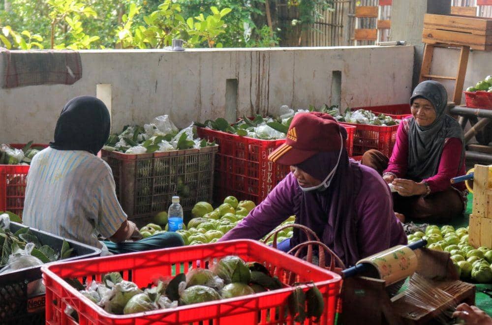 Petani Jambu Kristal harus mencari alternatif pemasaran panen mereka lantaran sejumlah isolasi di kota besar. IDN Times/ Alfi Ramadana