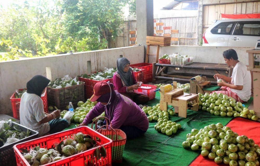 Permintaan Jambu Kristal dari luar Jawa alami peningkata. IDN Times/ Alfi Ramadana