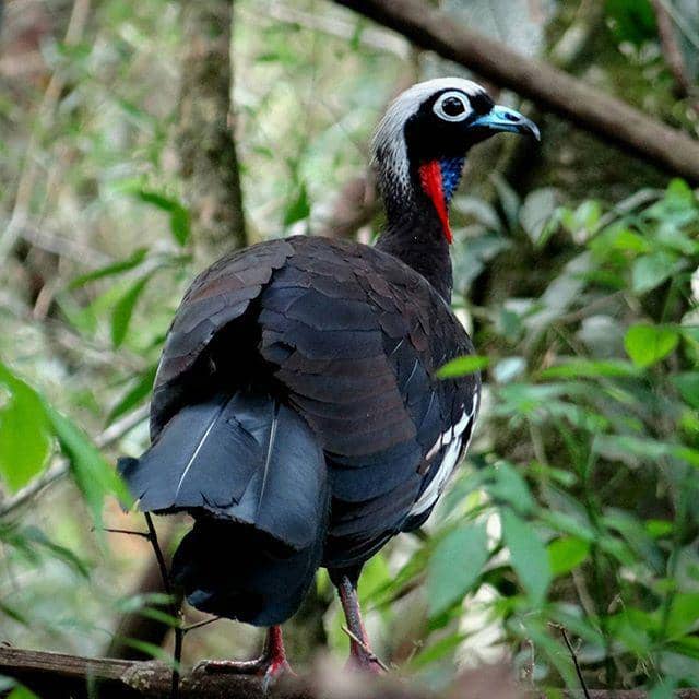 instagram.com/simonguadagnini/