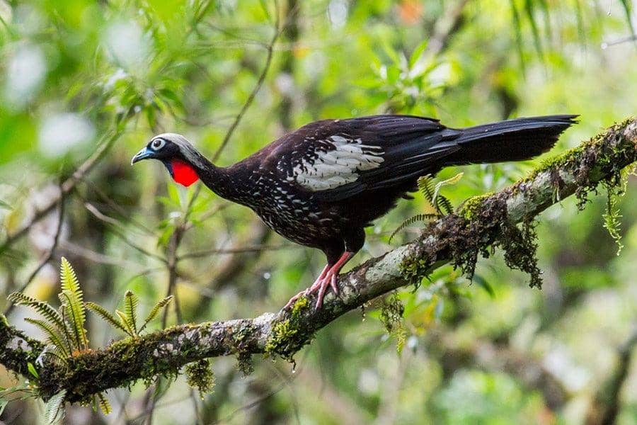 5 Fakta Menarik dari Black-fronted Piping Guan, Burung Cantik nan Unik