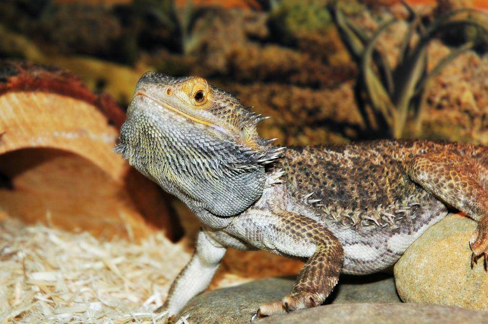 reptileadvisor.com