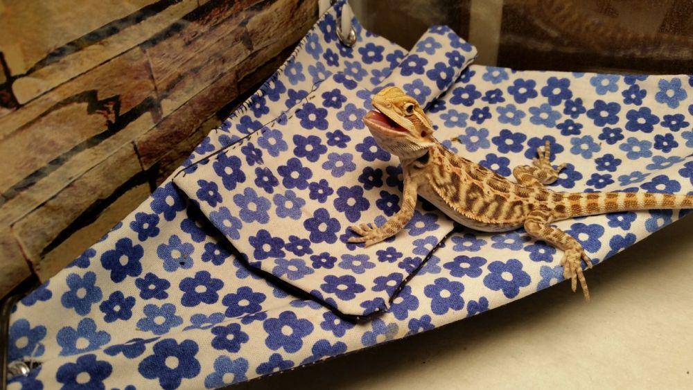 beardeddragonowners.com