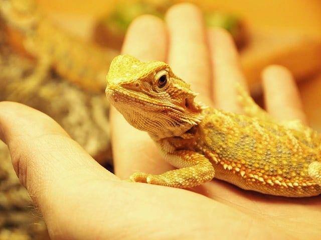 reptileadvisor.com
