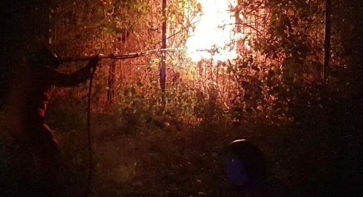 Teror Warga, BPBD Tuban Musnahkan Sarang Tawon Ndas di Dua Lokasi