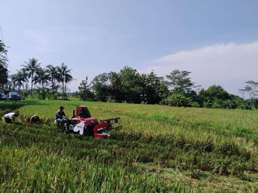 Sleman Mulai Panen Raya, Stok Beras Aman Hingga 6 Bulan ke Depan