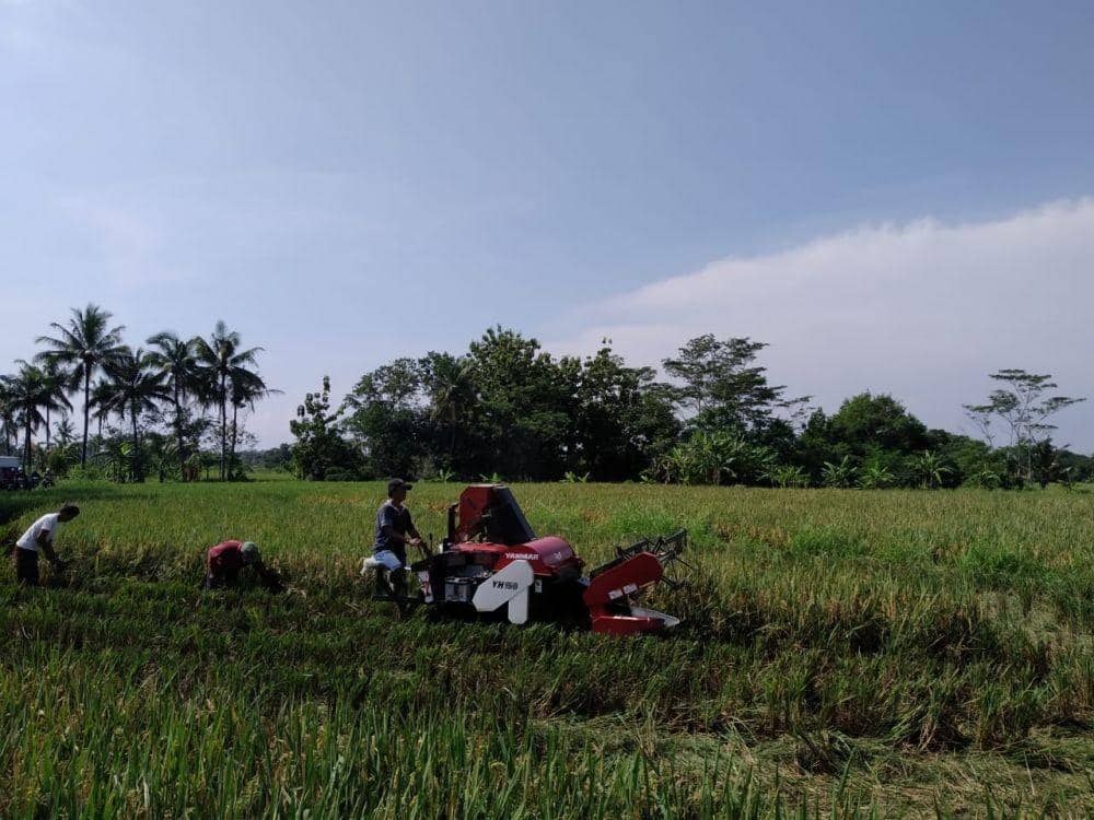 Petani di Sleman mulai mengawali musim panen raya padi periode pertama. Dok: istimewa