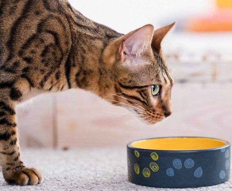 vettedpetcare.com