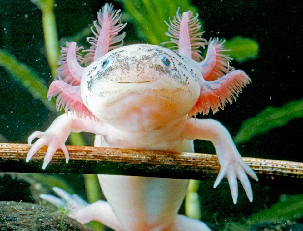 5 Tips Memelihara Axolotl, Salamander Air yang Imut dan Menggemaskan