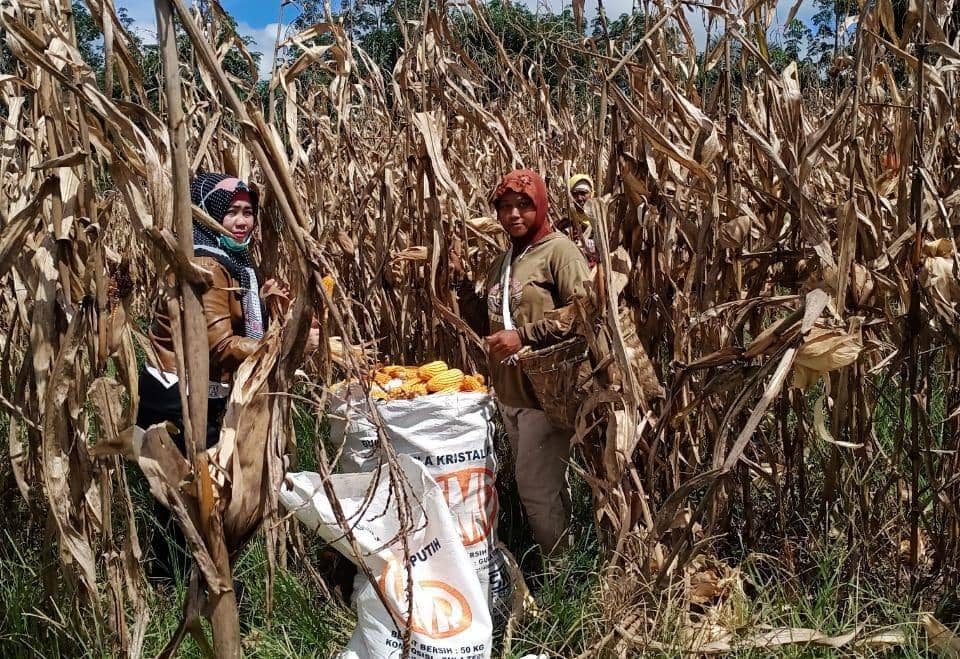Petani OKUS melakukan panen Jagung (IDN Times/Kementan)