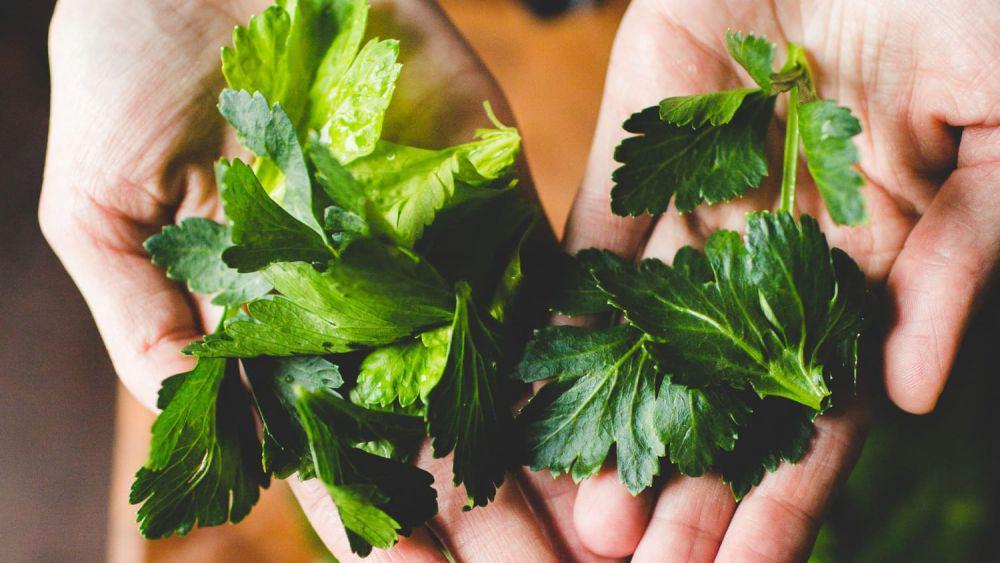 5 Jenis Daun Ini Jadi Pelezat Setiap Masakan, Favoritmu yang Mana?