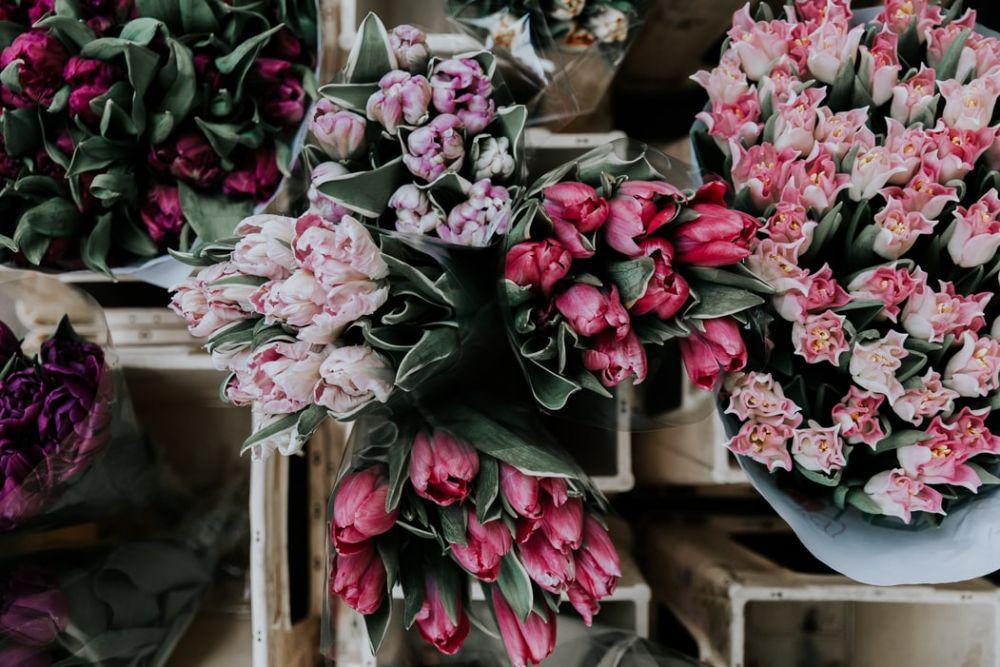 10 Fakta Unik Bunga Tulip yang Gak Banyak Orang Tahu