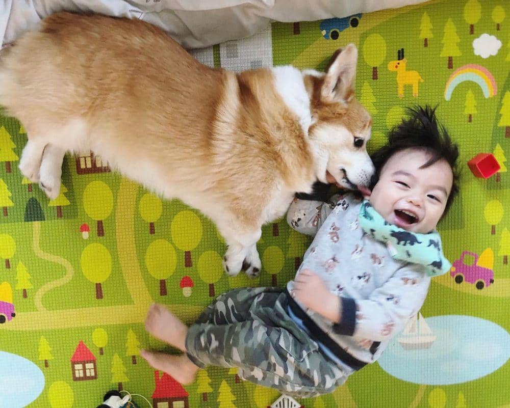 instagram.com/itazurayukithecorgi