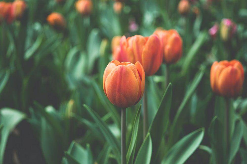 Unsplash.com/Leigh Kendell