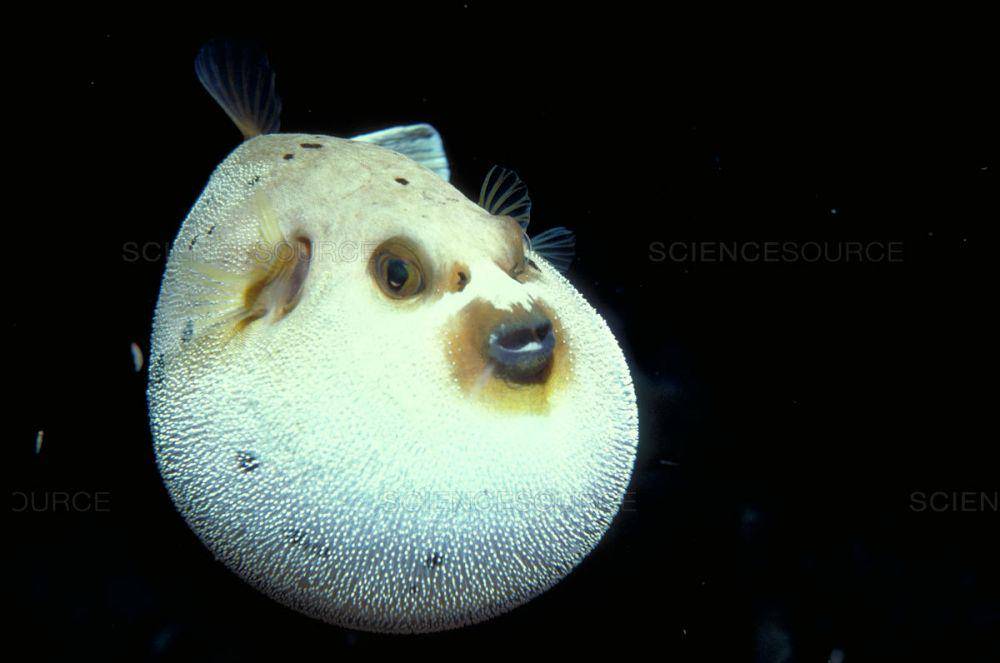 sciencesource.com