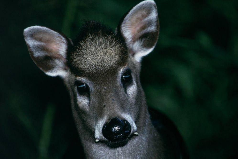 iucnredlist.org
