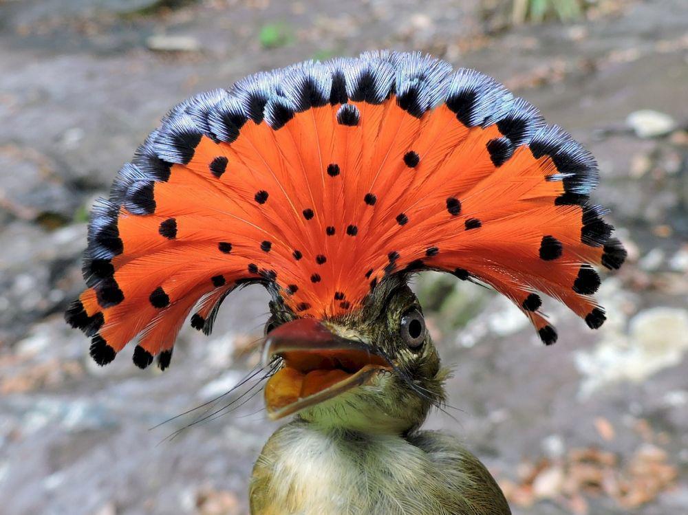 ebird.org