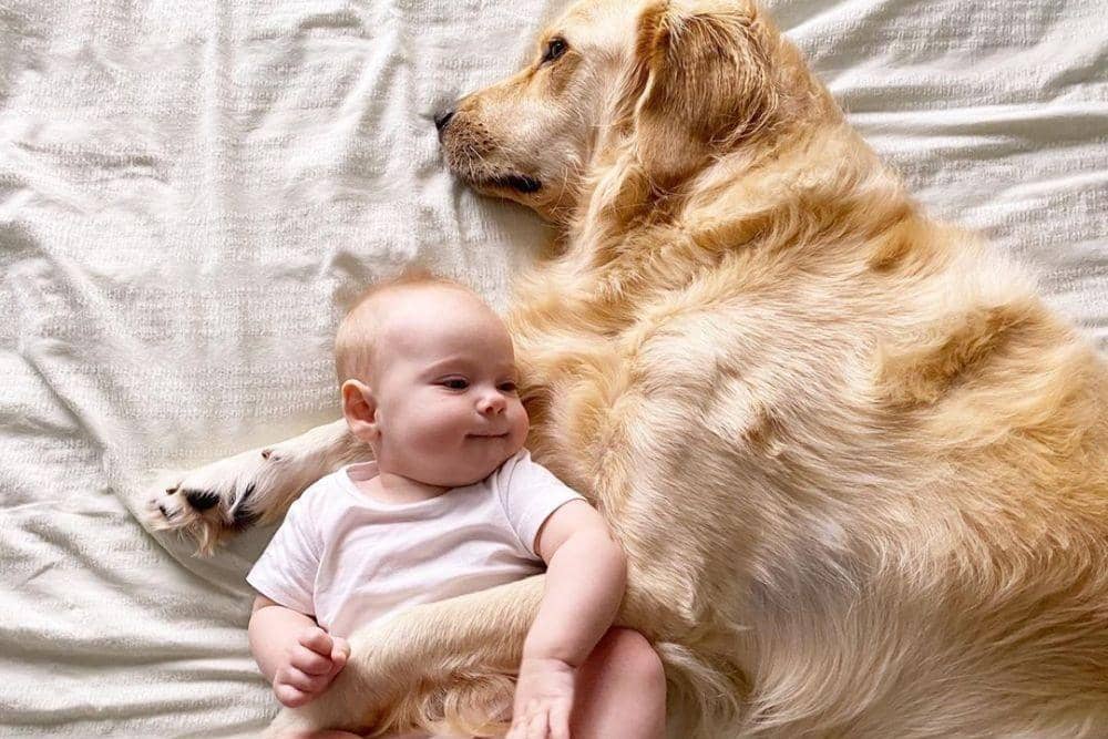 Gemas Banget, 9 Potret Anjing Saat Momong Bayi Ini Bikin Jatuh Hati