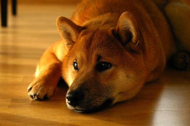 Pixabay.com/Benkai