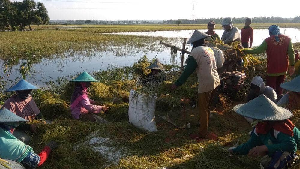Petani di Lamongan terpaksa memanen padi mereka lebih awal karena kebanjiran. IDN Times/Imron