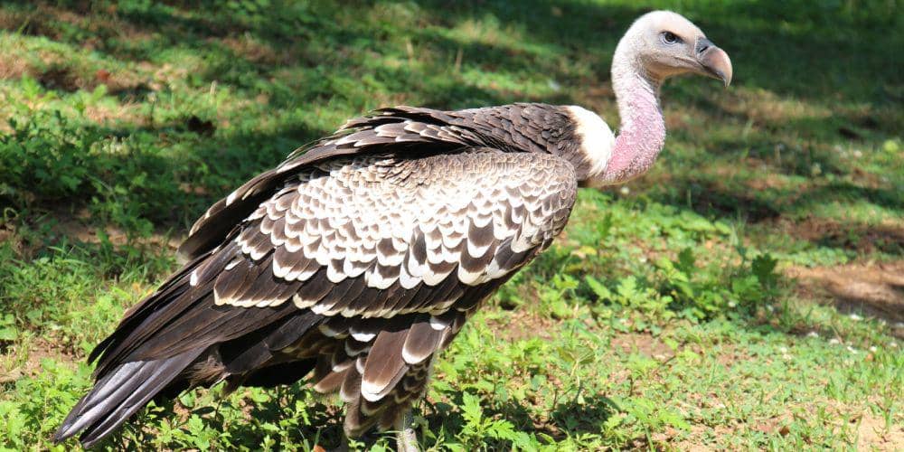5 Fakta Vultur Ruppel, Burung yang Dapat Terbang Setinggi 37 Ribu Kaki
